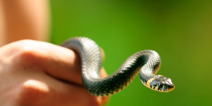 Hand of a person holding a snake